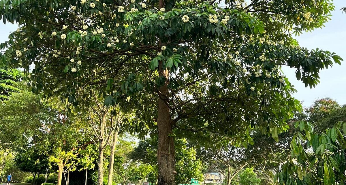 Saptaparni tree