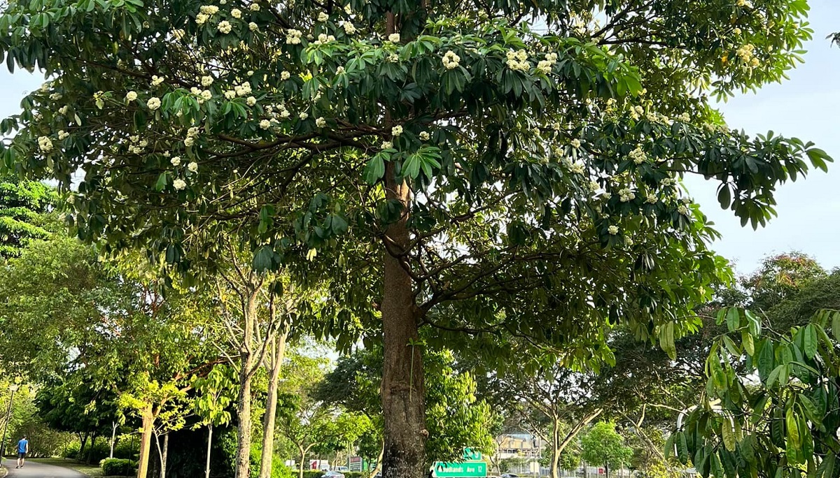 Saptaparni tree