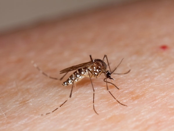 Few facts about Mosquito-borne Zika Virus in India