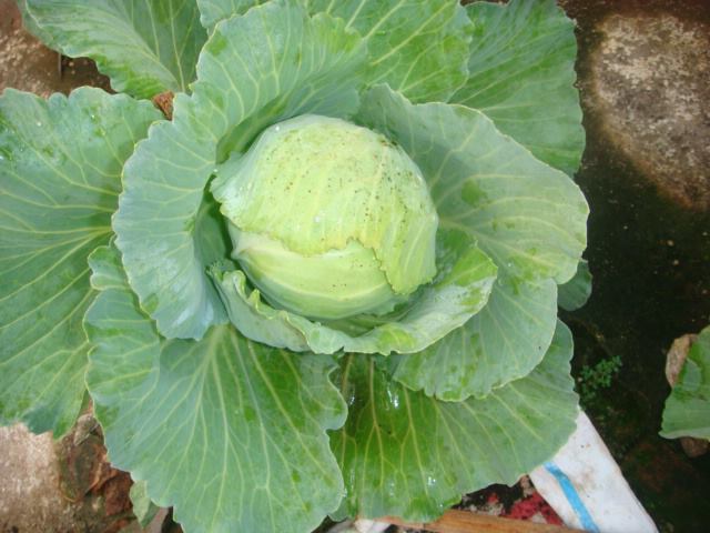 terrace farming