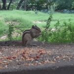 A DAY IN THE PARK AND YOGA