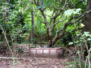 Ecosystem Restoration of Sacred Groves
