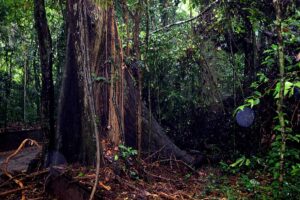 Ecosystem Restoration of Sacred Groves