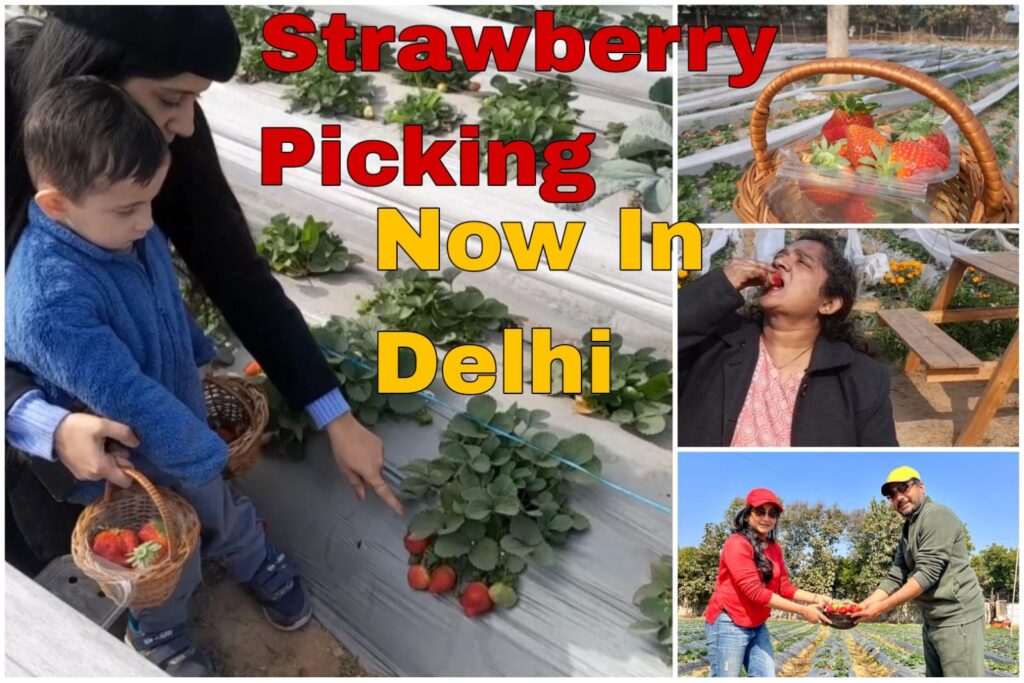 Strawberry Picking opened to public, first time in Delhi