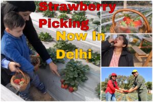 Strawberry Picking in Delhi
