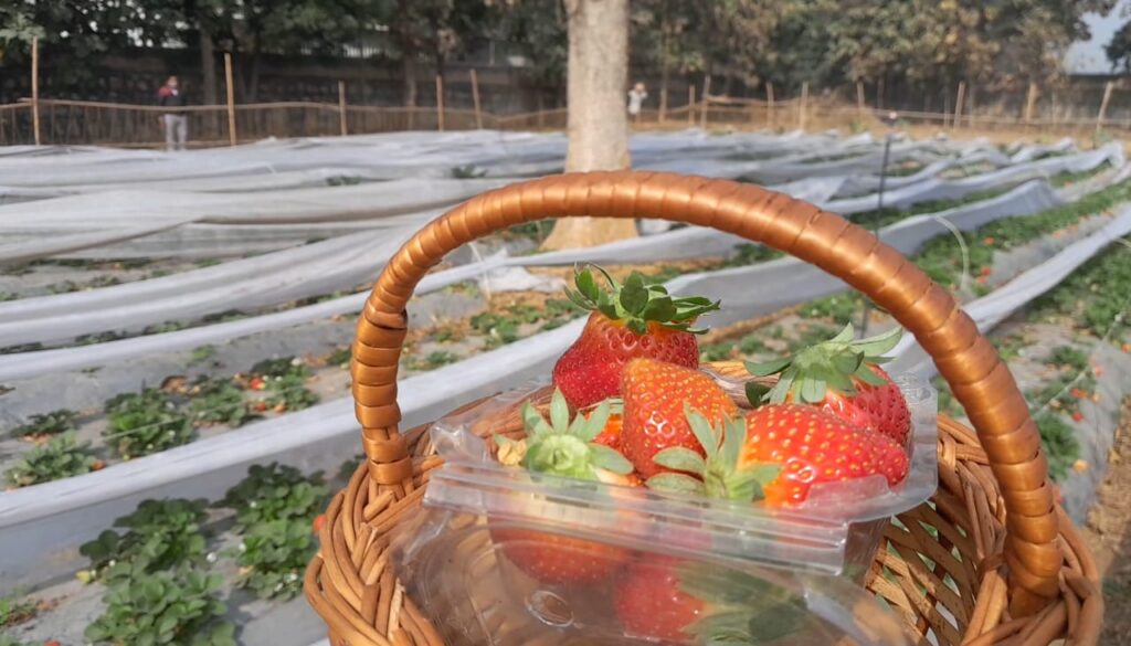Strawberry picking in Delhi