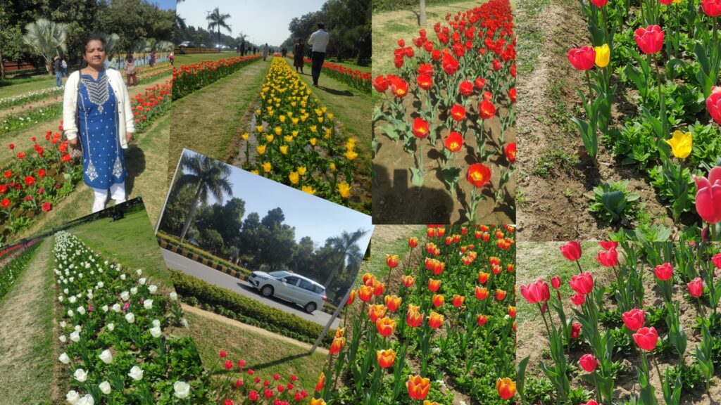 A visit to Tulip Festival Delhi