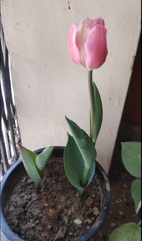 pink tulip at my home