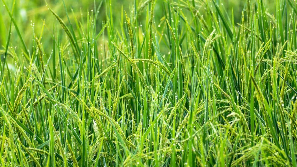 Dew at night saves Paddy