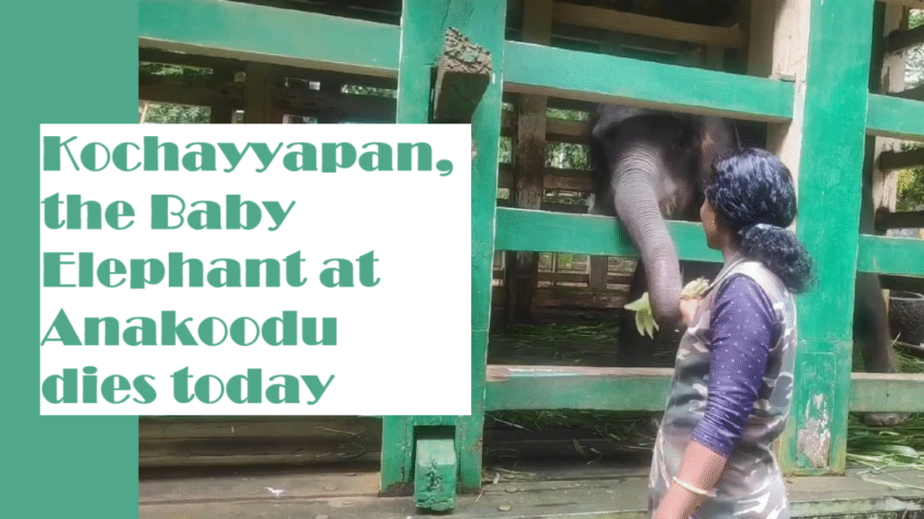 Baby Elephant Kochayyapan died