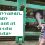 Baby Elephant Kochayyapan died