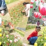 Tulip Festival Shanti Path