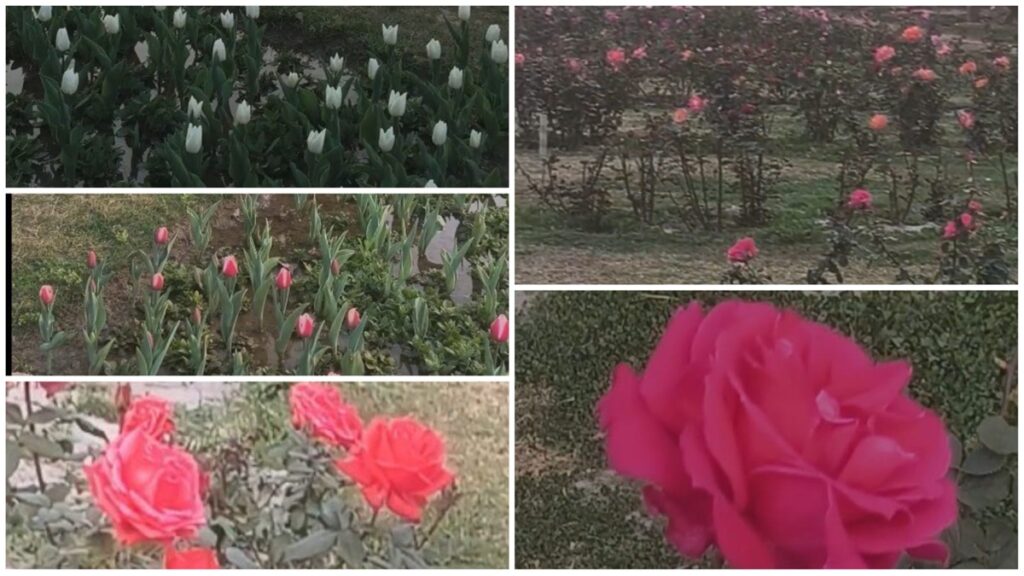 Tulip and Rose Gardens in Delhi